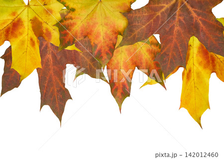 Yellow orange brown maple leaves on white Yellow orange brown maple leaves on white 142012460