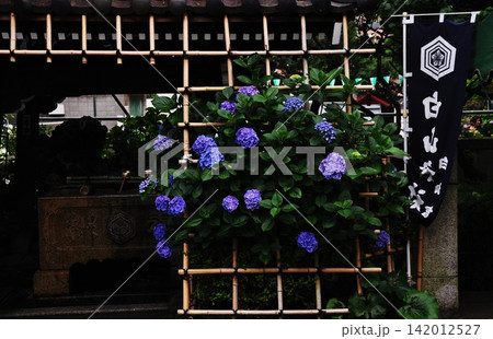 紫陽花と竹垣で彩られた初夏の白山神社の手水舎 142012527