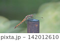 杭に止まる赤とんぼ 142012610