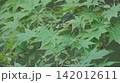 色づき始めたもみじ 142012611