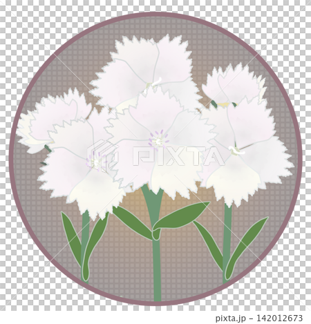 Illustration of a white dianthus with a circular background Illustration of a white dianthus with a circular background 142012673