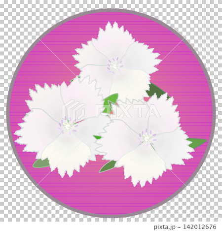 Illustration of a white dianthus with a circular background Illustration of a white dianthus with a circular background 142012676