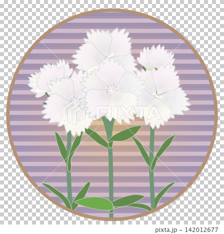 Illustration of a white dianthus with a circular background Illustration of a white dianthus with a circular background 142012677
