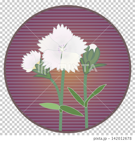 Illustration of a white dianthus with a circular background Illustration of a white dianthus with a circular background 142012678