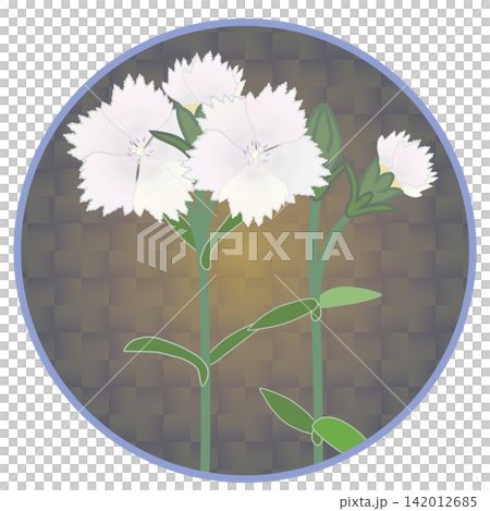Illustration of a white dianthus with a circular background Illustration of a white dianthus with a circular background 142012685