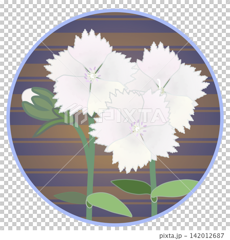 Illustration of a white dianthus with a circular background Illustration of a white dianthus with a circular background 142012687