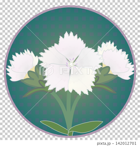 Illustration of a white dianthus with a circular background Illustration of a white dianthus with a circular background 142012701