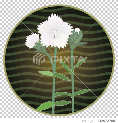 Illustration of a white dianthus with a circular background Illustration of a white dianthus with a circular background 142012706