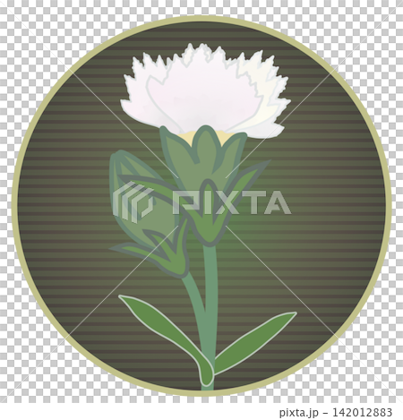 Illustration of a white dianthus with a circular background Illustration of a white dianthus with a circular background 142012883