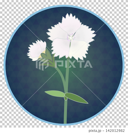 Illustration of a white dianthus with a circular background Illustration of a white dianthus with a circular background 142012982