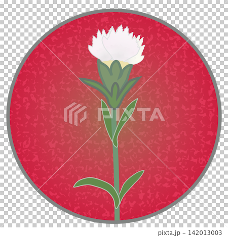 Illustration of a white dianthus with a circular background Illustration of a white dianthus with a circular background 142013003
