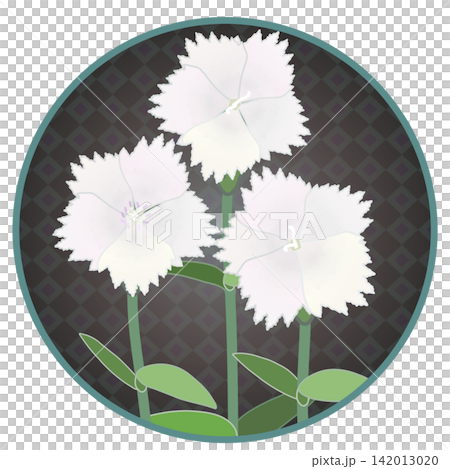 Illustration of a white dianthus with a circular background 142013020