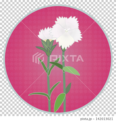 Illustration of a white dianthus with a circular background 142013021