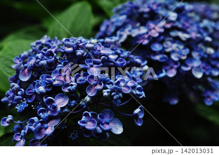 丸まった花びらが特徴的なウズアジサイのクローズアップ 丸まった花びらが特徴的なウズアジサイのクローズアップ 142013031