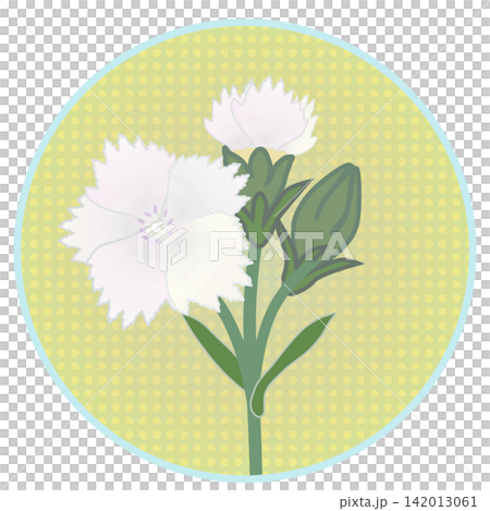 Illustration of a white dianthus with a circular background Illustration of a white dianthus with a circular background 142013061