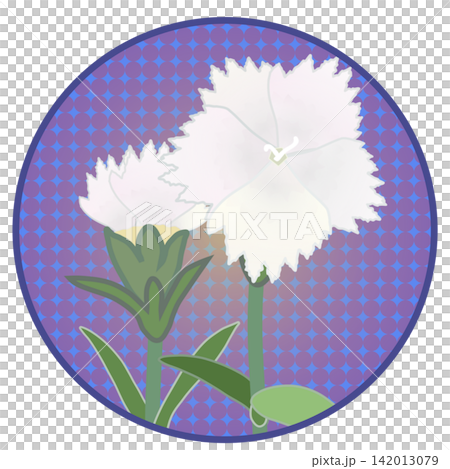白色石竹花插圖，背景為圓形 142013079