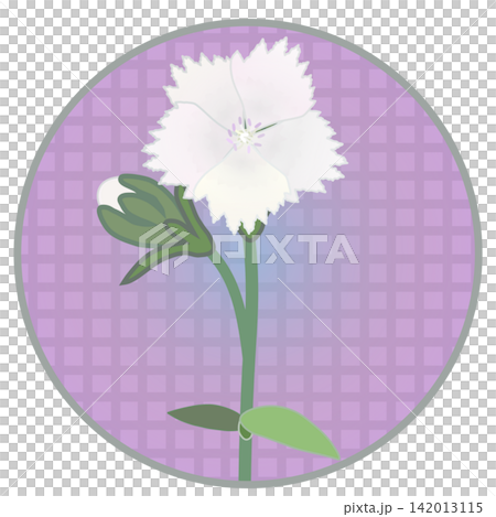 Illustration of a white dianthus with a circular background Illustration of a white dianthus with a circular background 142013115