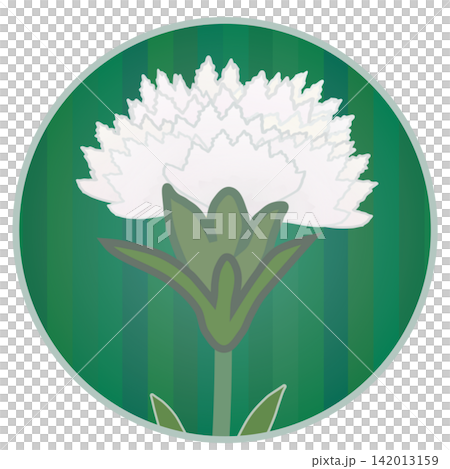 Illustration of a white dianthus with a circular background Illustration of a white dianthus with a circular background 142013159