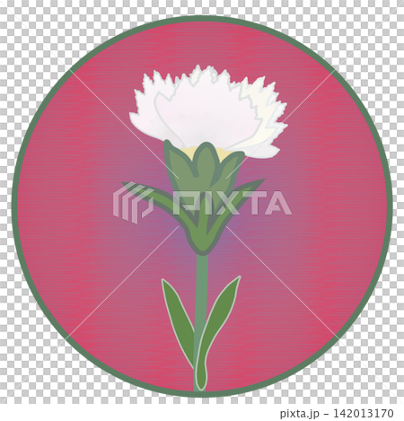 Illustration of a white dianthus with a circular background Illustration of a white dianthus with a circular background 142013170