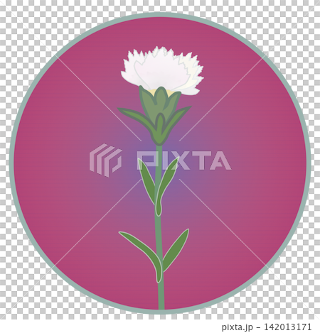 Illustration of a white dianthus with a circular background Illustration of a white dianthus with a circular background 142013171