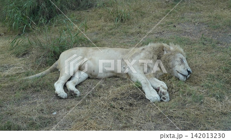 Lion resting on dry grass in natural habitat, surrounded by vegetation Lion resting on dry grass in natural habitat, surrounded by vegetation 142013230