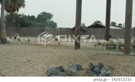 Herd of goats grazing in sandy enclosure with wooden fence and trees Herd of goats grazing in sandy enclosure with wooden fence and trees 142013233