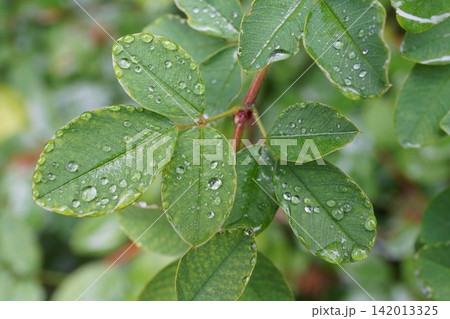 雨粒 142013325