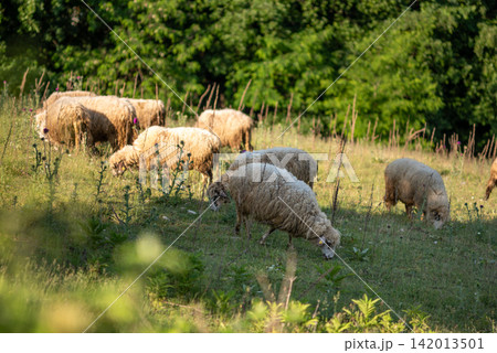 A peaceful pastoral scene featuring a group of sheep grazing on a sun-dappled grassy hillside 142013501