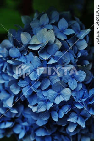 深い青色が美しい紫陽花のクローズアップ 深い青色が美しい紫陽花のクローズアップ 142013621