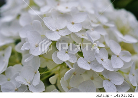 純白で美しい白い紫陽花のクローズアップ 純白で美しい白い紫陽花のクローズアップ 142013625