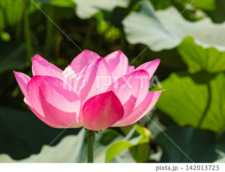 開きかけの蓮の花 142013723