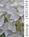 純白で美しい白い紫陽花のクローズアップ 142013924