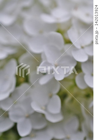 純白で美しい白い紫陽花のクローズアップ 純白で美しい白い紫陽花のクローズアップ 142013924