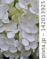 純白で美しい白い紫陽花のクローズアップ 142013925
