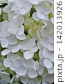 純白で美しい白い紫陽花のクローズアップ 142013926