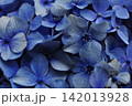 深い青色が美しい紫陽花のクローズアップ 142013928