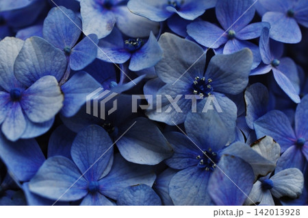 深い青色が美しい紫陽花のクローズアップ 深い青色が美しい紫陽花のクローズアップ 142013928