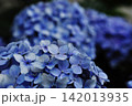 柔らかなボケ味が美しい青い紫陽花のクローズアップ 142013935