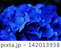 暗闇に鮮やかに浮かび上がる濃い青色の紫陽花のクローズアップ 142013938