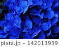 暗闇に鮮やかに浮かび上がる濃い青色の紫陽花のクローズアップ 142013939