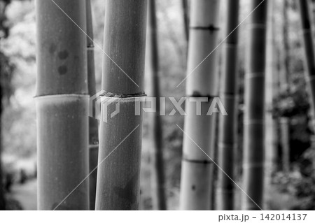 竹林 竹林 142014137