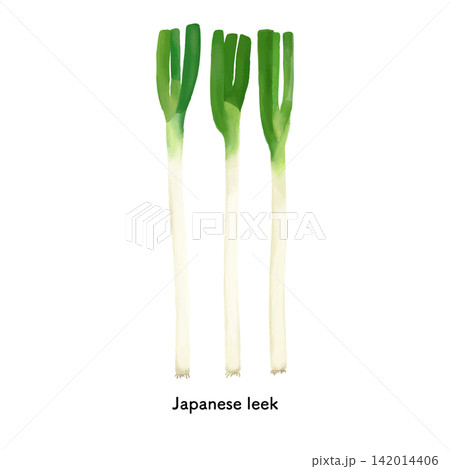 埼玉名産深谷ねぎ3本の色鉛筆タッチのイラスト 142014406