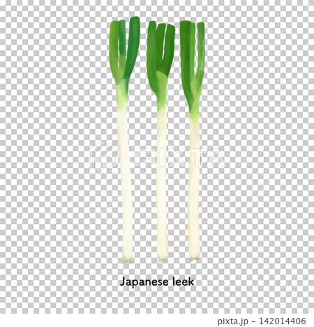 埼玉名産深谷ねぎ3本の色鉛筆タッチのイラスト 142014406