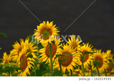 盛夏に咲くヒマワリの花 盛夏に咲くヒマワリの花 142014593