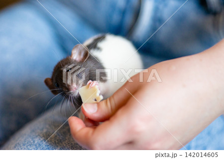 Gloved hand feeding a tiny fancy rat with food treats close up Gloved hand feeding a tiny fancy rat with food treats close up 142014605