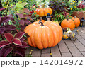 ハロウィン装飾 142014972
