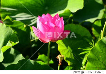 盛岡のレインボーハス園のハスの花 盛岡のレインボーハス園のハスの花 142015825