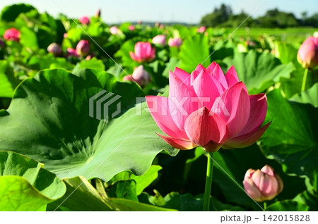 盛岡のレインボーハス園のハスの花 142015828