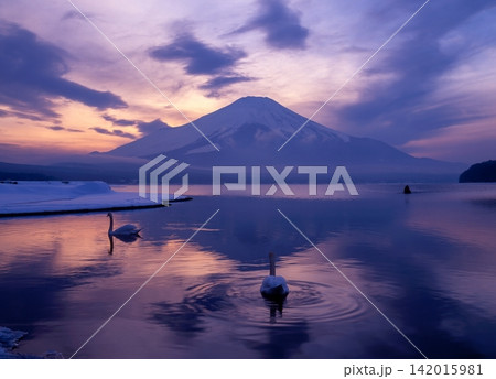 逆さ富士と白鳥　山梨県山中湖にて 142015981