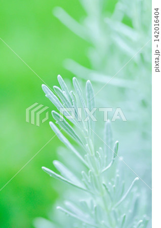 lavender, French lavender or Goodwin Creek Lavender or Lavandula, Lavandula angustifolia or Lavandula x allardii or Woolly lavender lavender, French lavender or Goodwin Creek Lavender or Lavandula, Lavandula angustifolia or Lavandula x allardii or Woolly lavender 142016404